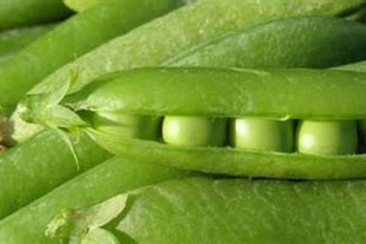 怎样根据豌豆需肥特点进行施肥？
