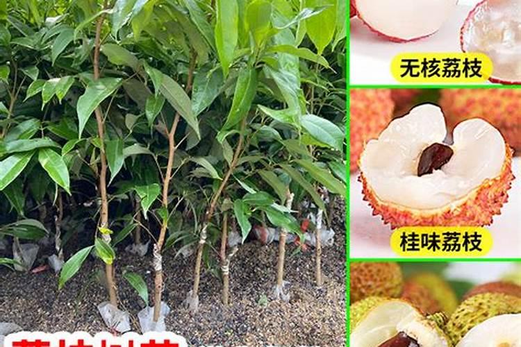 果树专用肥有哪几种,肥料烧根的补救办法