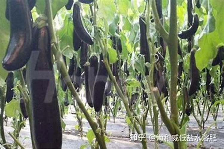 水溶肥什么品牌好？