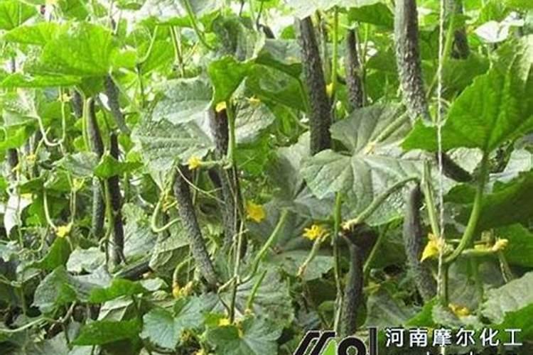 黄瓜如何正确施肥