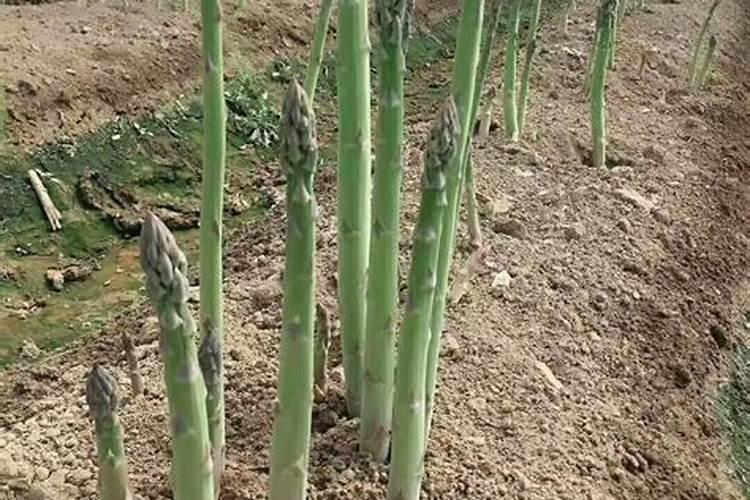 夏菠菜怎样施叶面肥