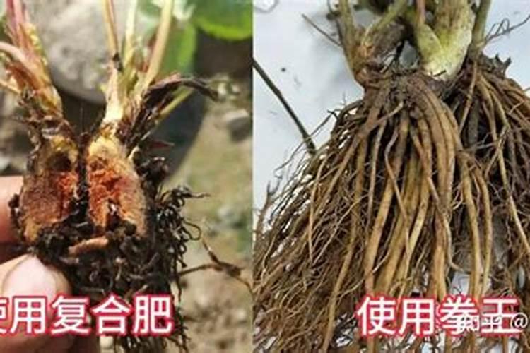 水溶肥好还是复合肥好