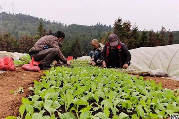 烟叶移栽返青后用硝酸钾追肥会烧烟苗吗