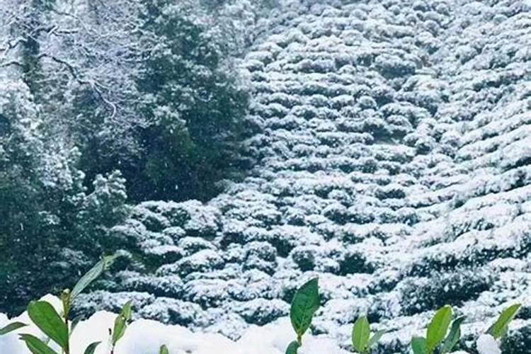 茶园管理:茶树冻害预防与补救措施