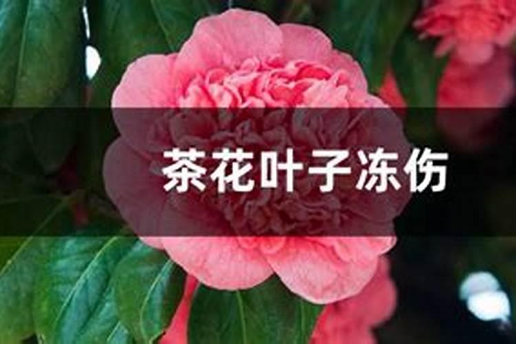 茶叶被霜打了怎么办