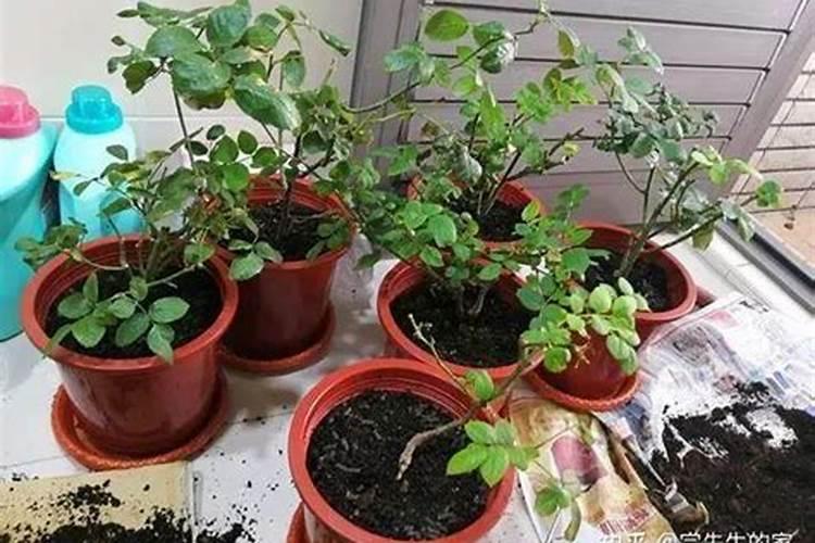 月季花浇了硫酸亚铁和多久可以施肥