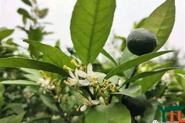 沃柑如何种植能高产 科学管理方法是什么