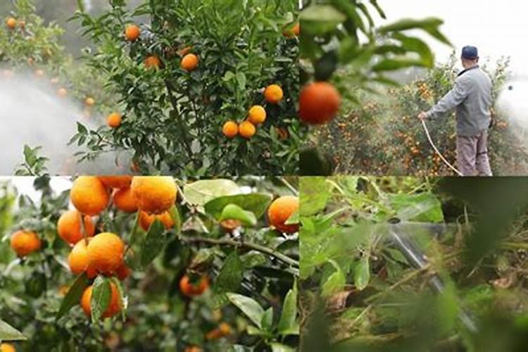 沃柑如何种植能高产