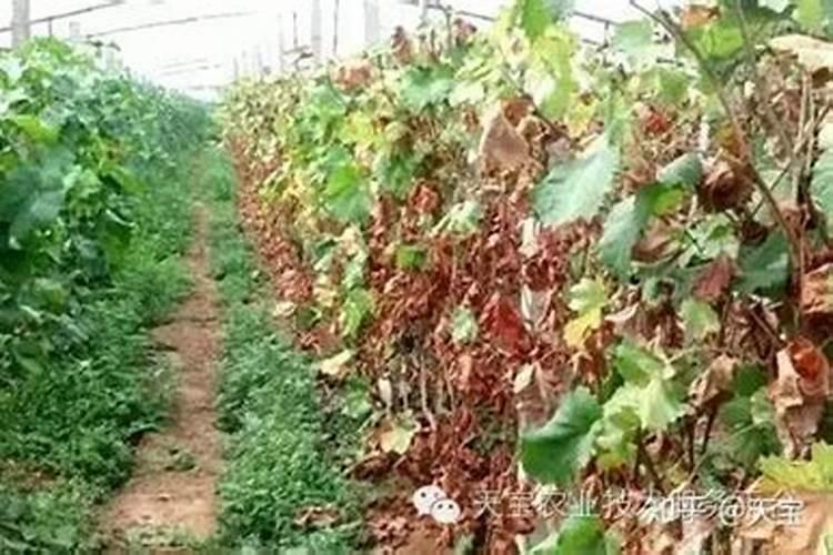 葡萄施肥过多烧苗了怎么办