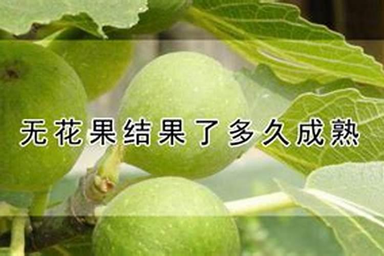 无花果用什么肥料