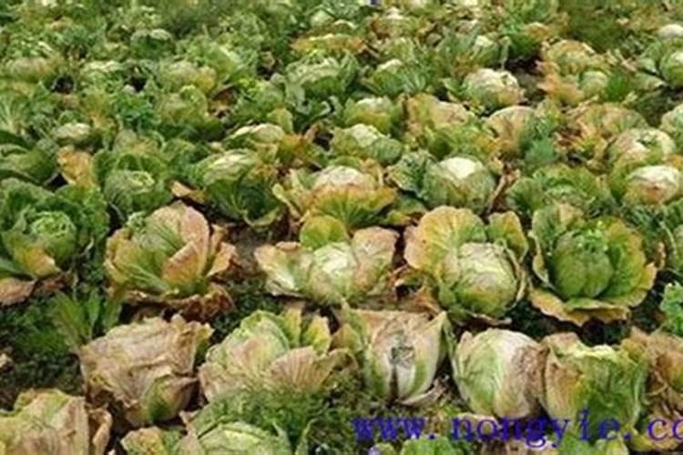 大白菜烧心还能治疗过来吗