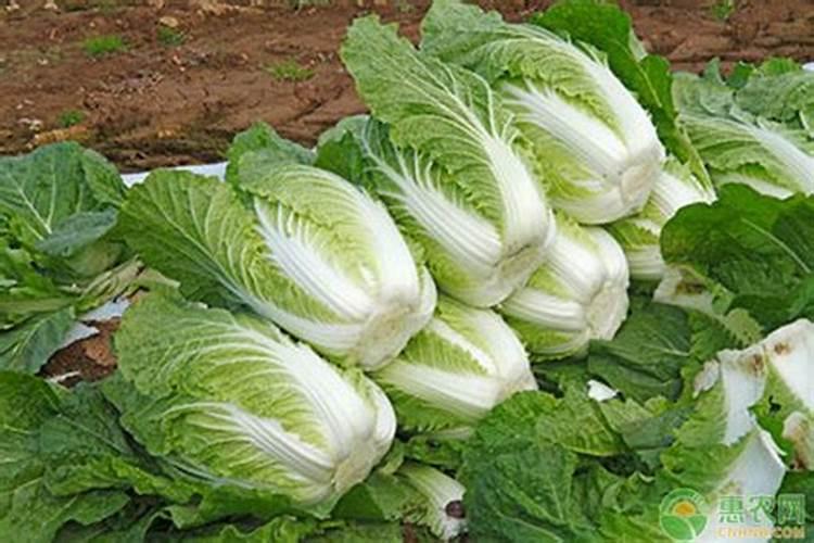 种植大白菜干烧心的防治方法有哪些？