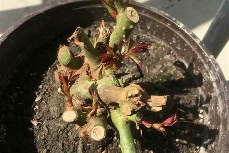 月季老桩种下多久发芽