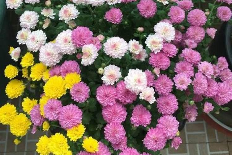蔬菜常用的冲施肥有哪些