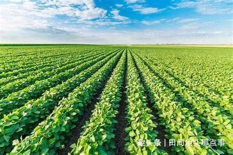 大豆施肥氮磷钾比例 怎么施肥更合理