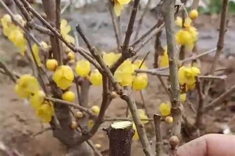 澳洲腊梅怎么养