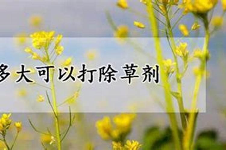 油菜籽种植时间与生长周期知道吗？