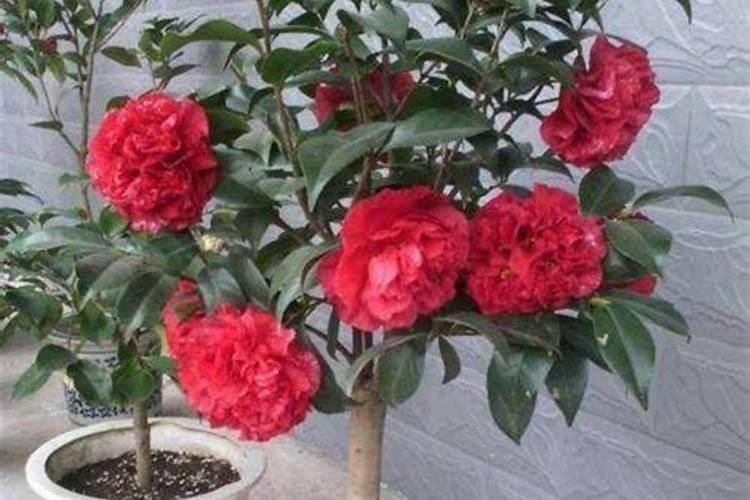 茶花在打苞时节喂什么肥料最好