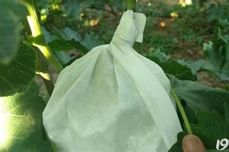 阳光玫瑰是怎样培育出来的？