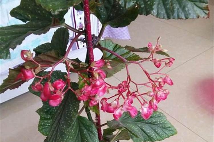 竹节海棠怎么养护长的好开花多？ 如何养殖竹节海棠