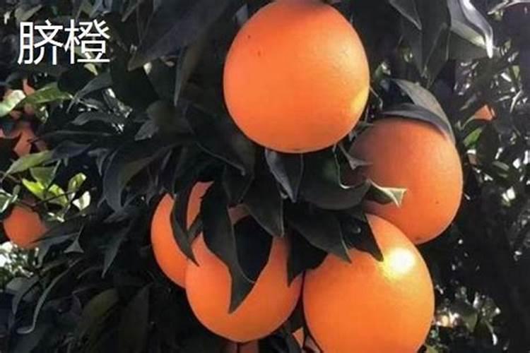 为什么血橙树开花结果后没多长时间全部都掉果了？