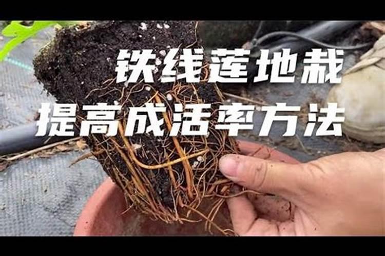 如何用红薯培育红薯苗 用红薯培育红薯苗的方法