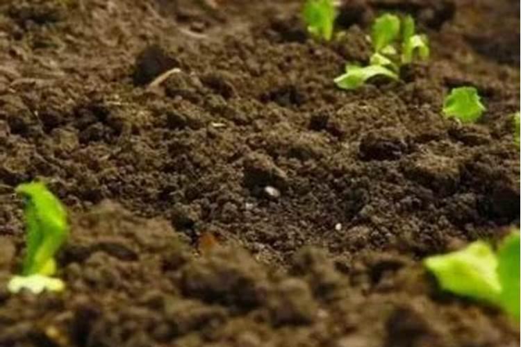 骨粉钙肥的施用方法请回答