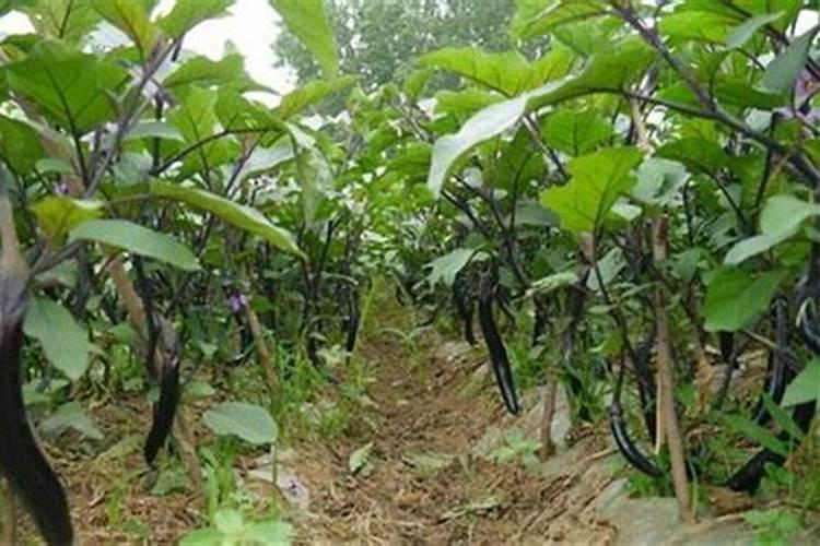 露地茄子夏季怎么灌溉 茄子浇水施肥技巧总结