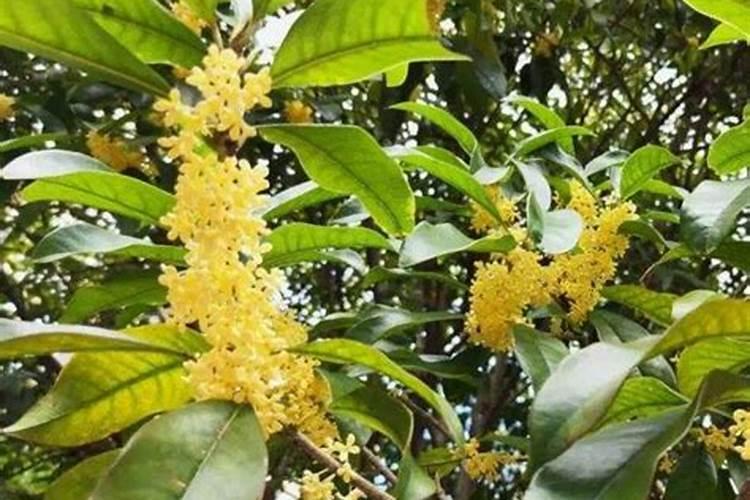 桂花树施什么肥桂花树一般施什么肥