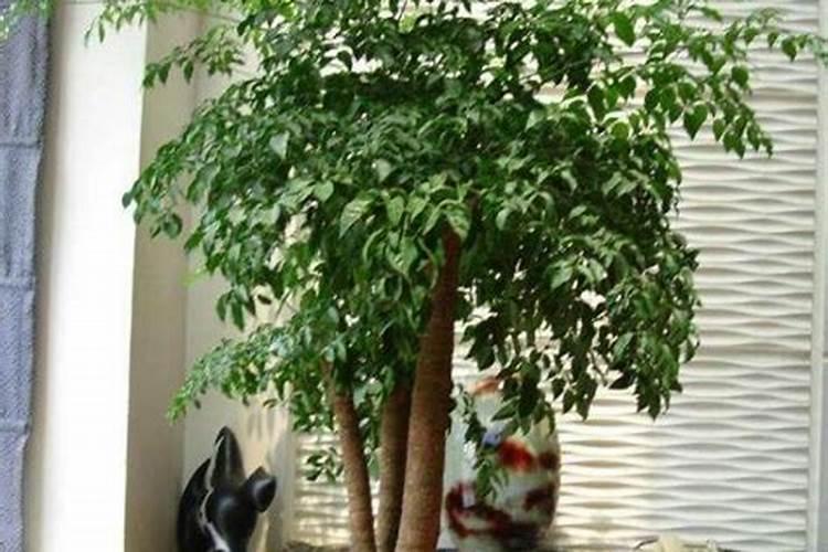 幸福树换盆后如何施肥,勤施淡肥/氮肥和钾肥最好