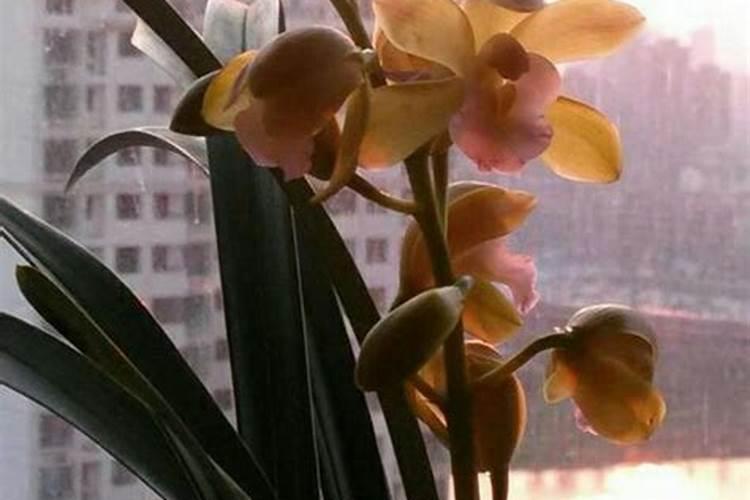 花草的叶子黄了怎么办