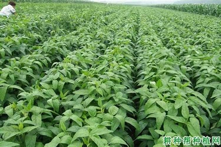 种植大豆需要上多少肥都上什么肥