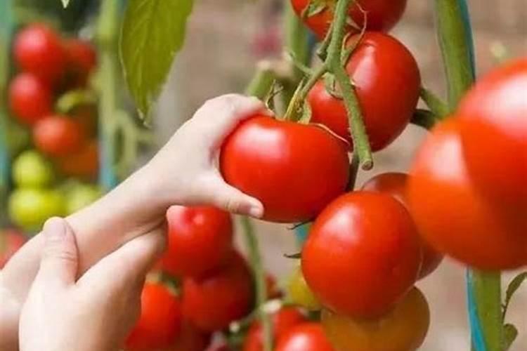 西红柿后期充什么肥料好？