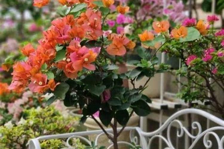 三角梅发芽后施什么肥