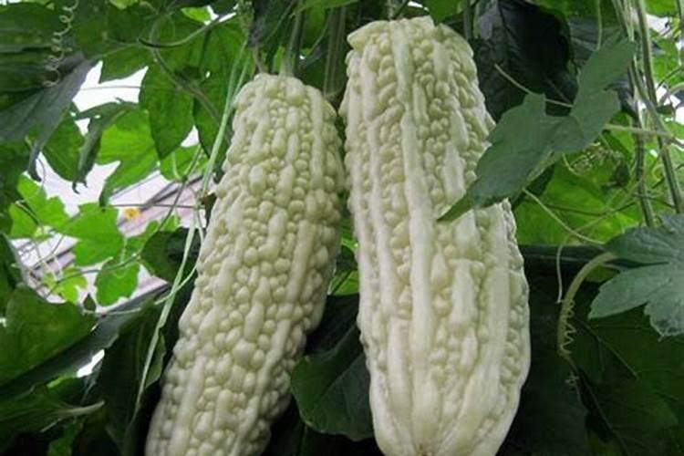 苦瓜从幼苗至初果期怎样施肥？