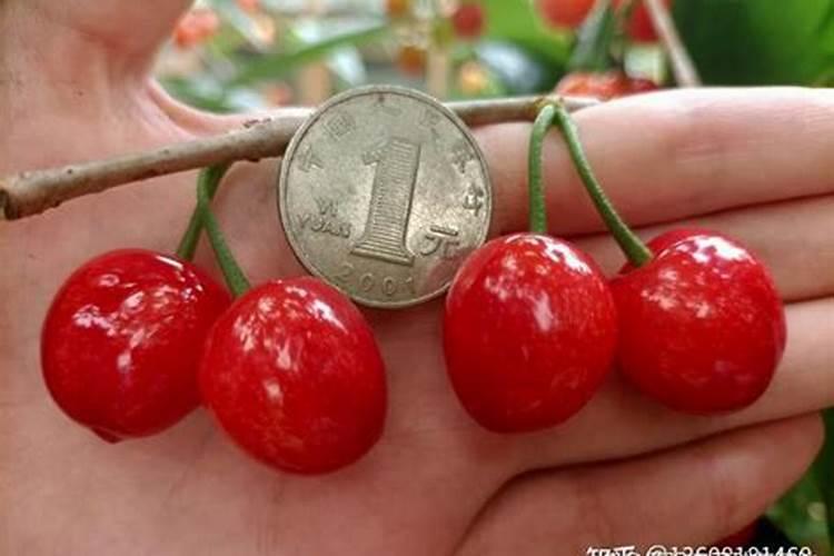 刚刚移栽的樱桃树可以使用叶面肥吗？怎样使用？