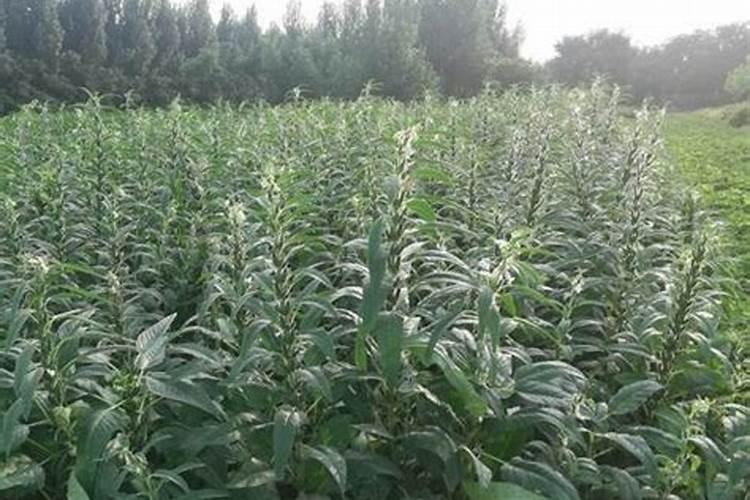 芝麻渣可以直接当肥料 芝麻能当肥料吗