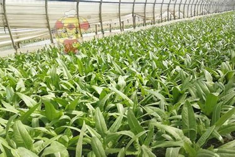 1斤化肥配多少斤水才对植物生长最好