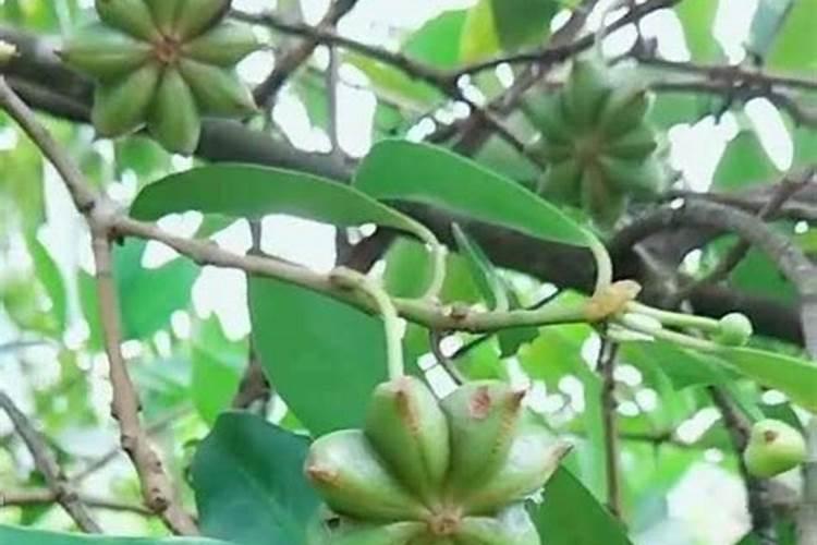 八角树施什么肥料才不、落花,结果又多呢,谢射。