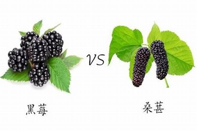 黑莓可以在家里种吗