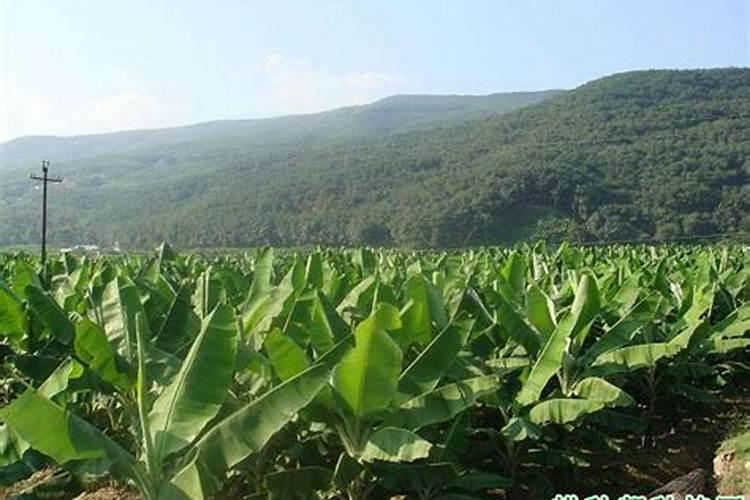 小番茄有透明果是咋回事
