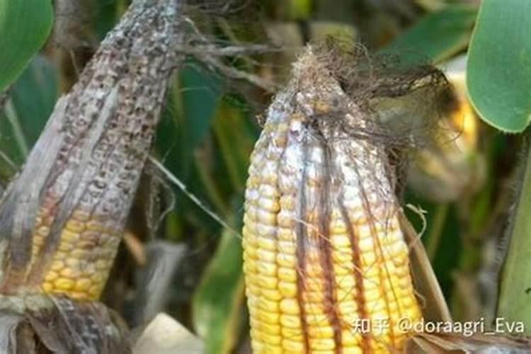 玉米使用什么叶面肥好(玉米喷施什么叶面肥效果最好)
