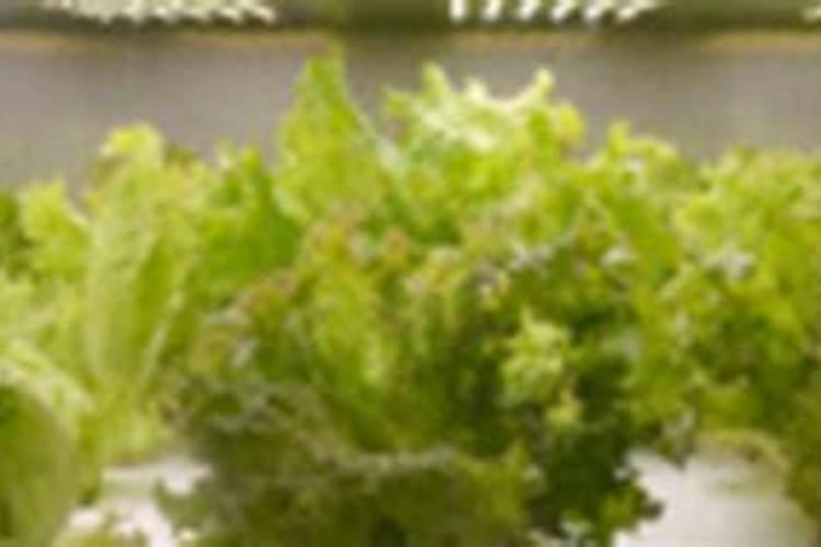 莴笋的养殖方法和注意事项
