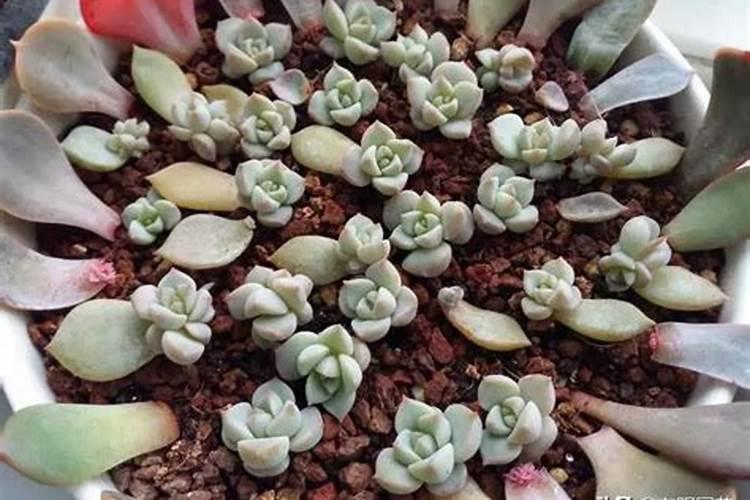 多肉佛珠怎样施肥