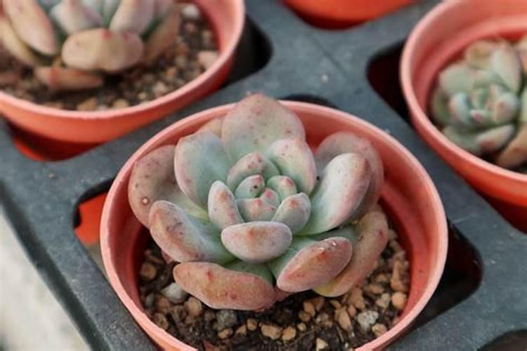 多肉植物施肥方法是什么 有哪些注意事项