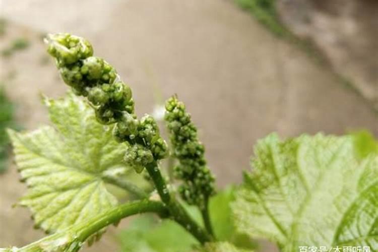 葡萄沟施水溶肥后可不可以仃两三天浇水