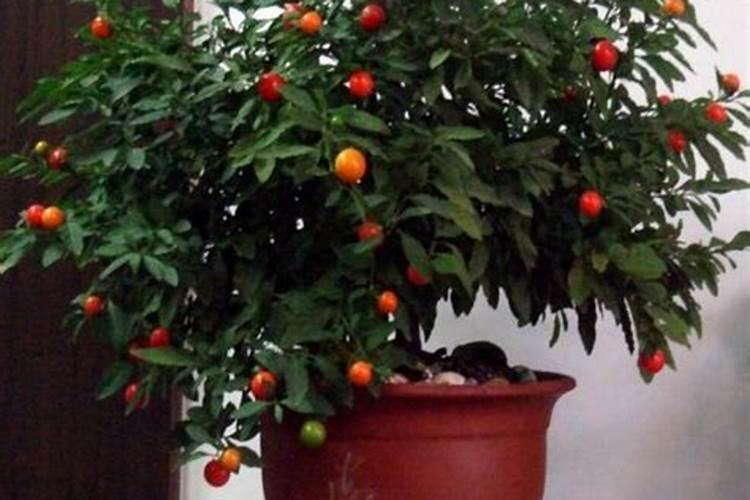 车厘子种植技术与管理