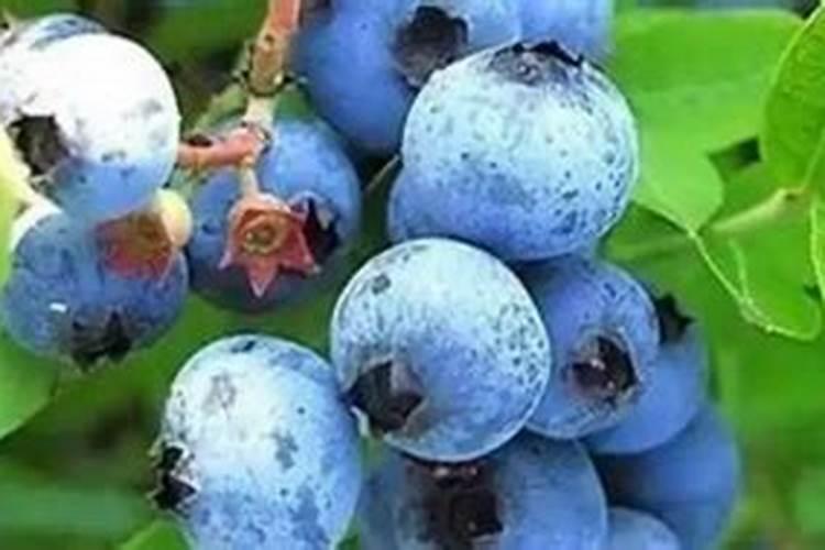 盆栽蓝莓在北方怎么过冬