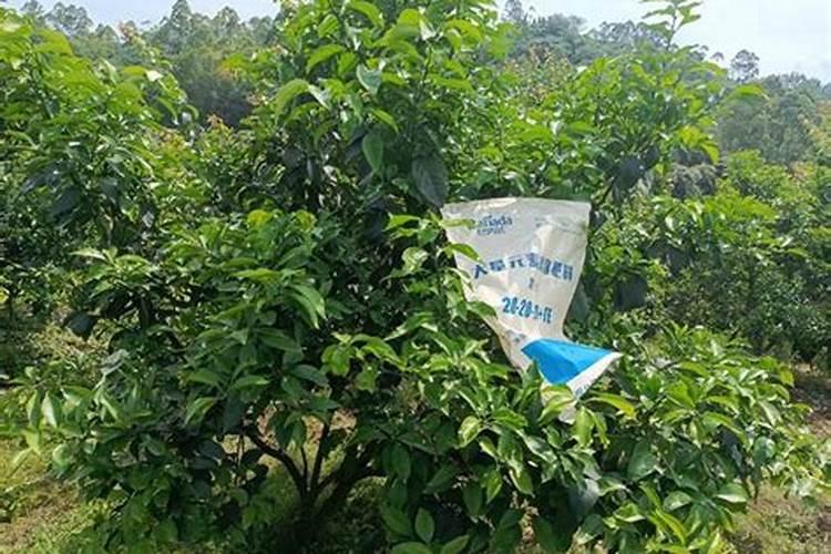 玉米打除草剂,24小时后可以用芸苔素吗？