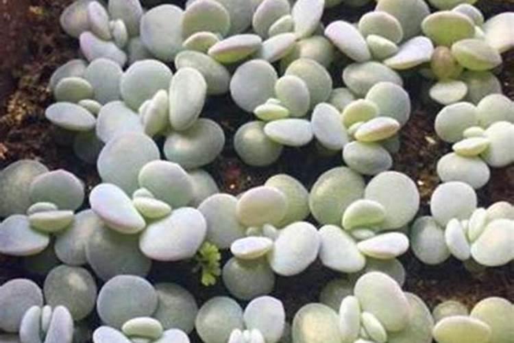 多肉植物可以施氮肥吗